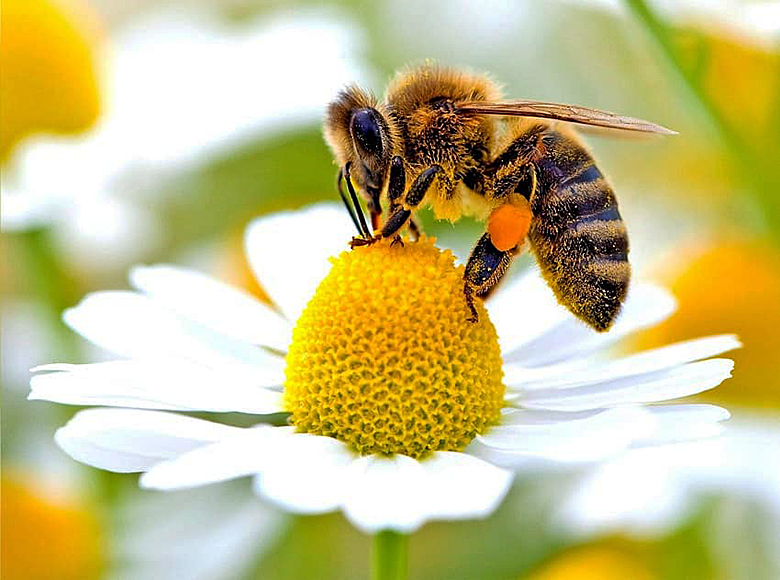 Мерки за опазване на пчелите и пчелните семейства - на вниманието на земеделските стопани, обработващи земеделски земи, и собствениците на пчелини image