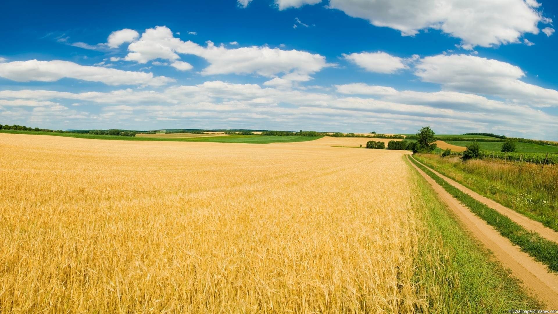 На вниманието на земеделските стопани, обработващи земеделски земи в землищата на община Николаево, и сключили споразумение за ползване им по чл. 37в от ЗСПЗЗ за стопанската 2020-2021 година image