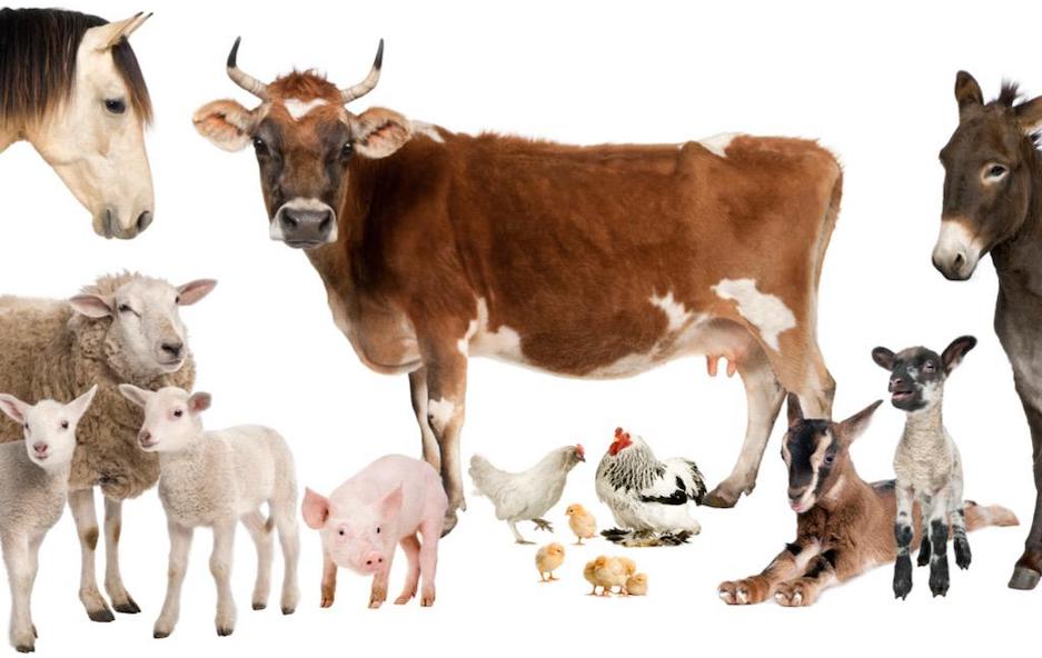 Ред за регистрация на животновъден обект - лично стопанство image