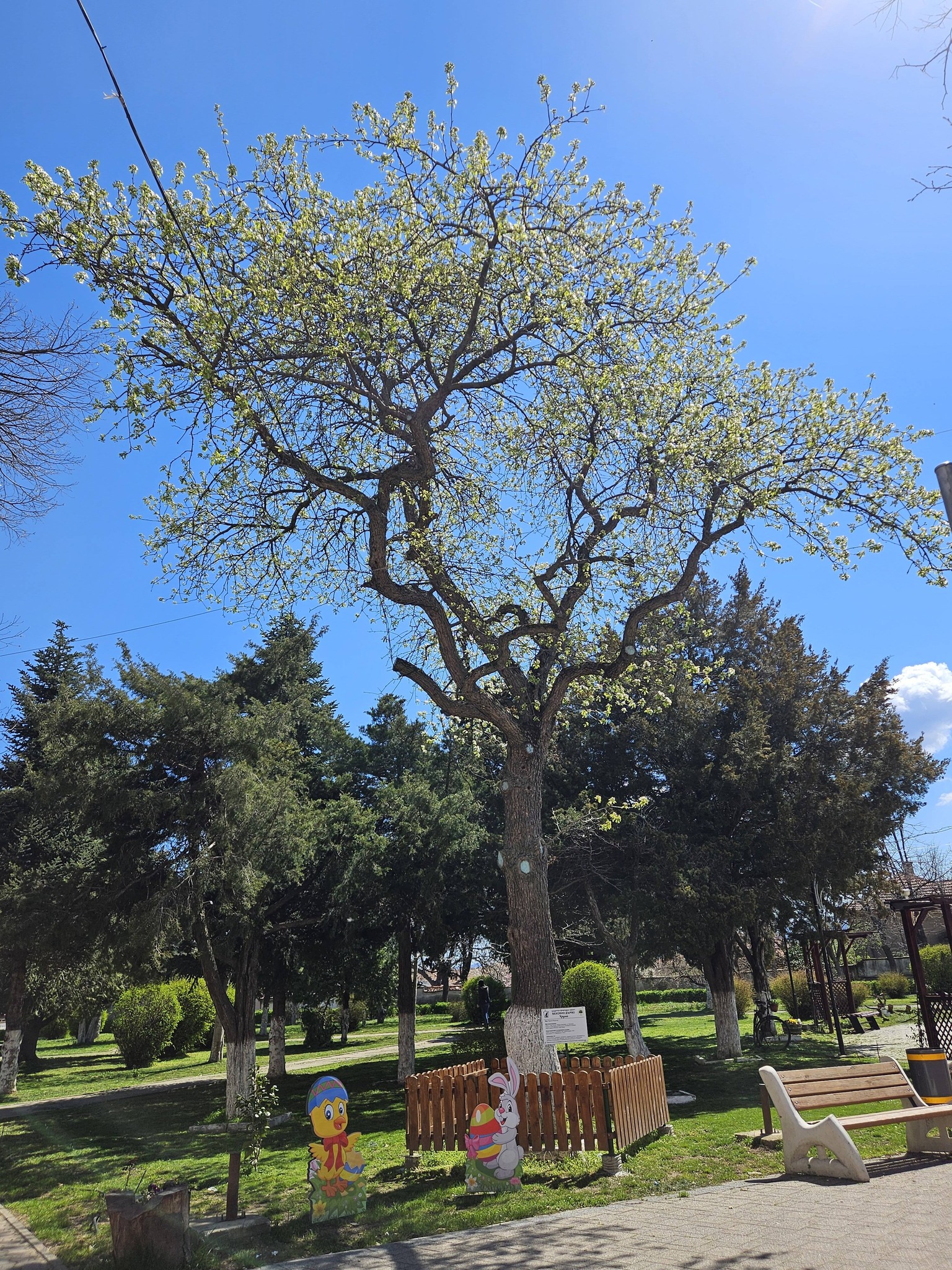 Вековната круша в Николаево отново цъфна image