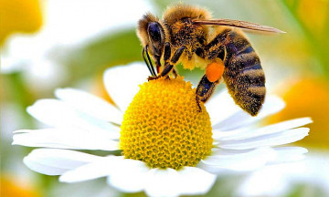 Снимка Мерки за опазване на пчелите и пчелните семейства - на вниманието на земеделските стопани, обработващи земеделски земи, и собствениците на пчелини