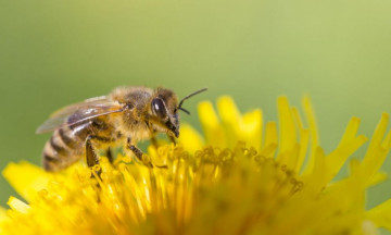 Снимка Предстоящо пръскане на тревни площи с препарати за растителна защита - на 17.06.2021 г.
