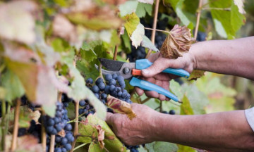 Снимка Гроздобер в община Николаево - 2021