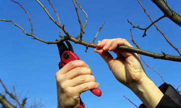 Снимка Кастрене и резитба на дървесна и храстова растителност