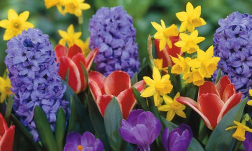 Снимка Цветница - празник на с. Нова махала