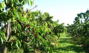 Снимка Съобщение за пръскане на насаждение  от череши