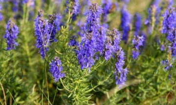 Снимка Заповед на Кмета на Община Николаево за забрана за бране на билки и орехи от общински терени и имоти