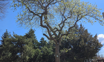 Снимка Вековната круша в Николаево отново цъфна