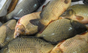 Снимка С благодарност към Тунджа-73&ldquo; ЕООД гр. Николаево