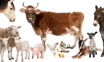 Снимка Ред за регистрация на животновъден обект - лично стопанство