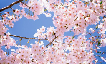 Снимка Пролетен поздрав от Кмета на Община Николаево