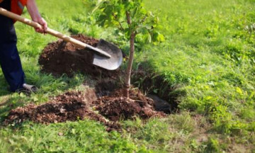 Снимка Залесяване в гр. Николаево - 27.04.2022 г.